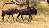 TANZANIA - Serengeti National Park - Migrazione Gnu - 21